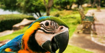 tiro-vertical-de-um-papagaio-de-arara-empoleirado-ao-ar-livre-em-um-parque-durante-o-dia